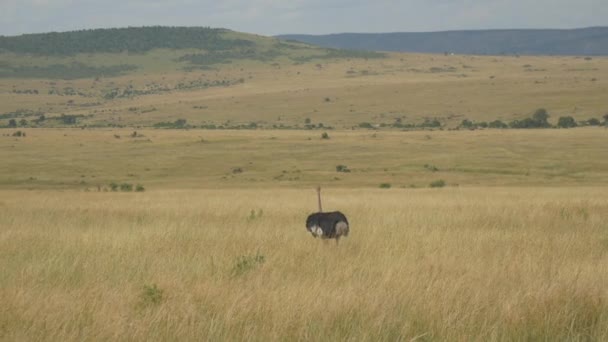 Большой Страус Гуляет Высокой Траве Саванне Кении Африке — стоковое видео