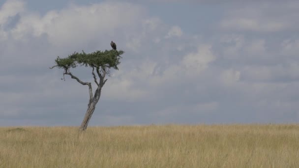 Sęp Posiedzenia Samotne Drzewo Afryce — Wideo stockowe
