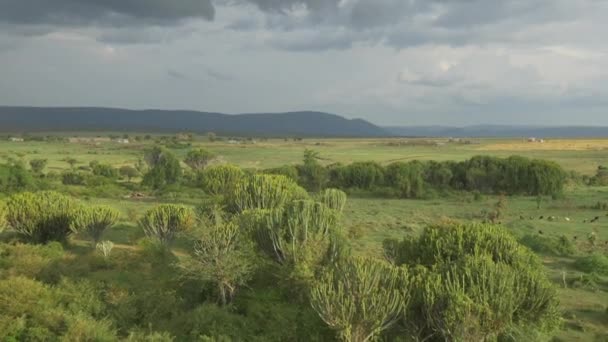 Aerial Exuberante Paisaje África — Vídeo de stock