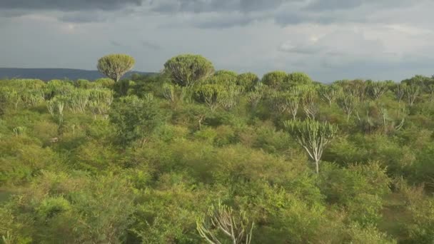 Aerial Grandes Árboles Cactus África — Vídeo de stock