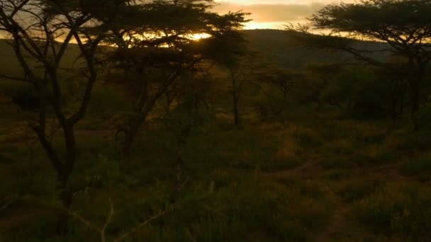 Antenne Zonsondergang Zon Schijnt Door Acacia Boom — Stockvideo