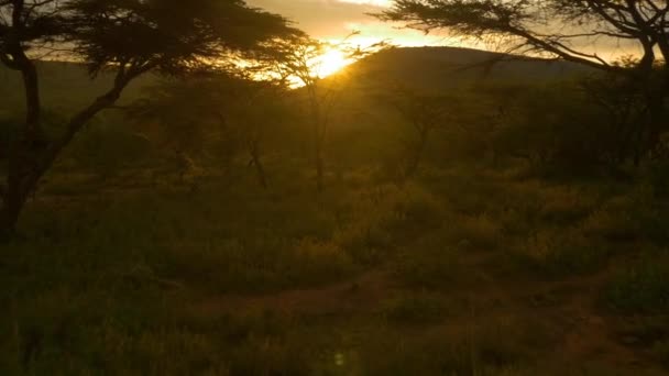 Antenne Zon Achter Acaciabomen Afrika Instelling — Stockvideo