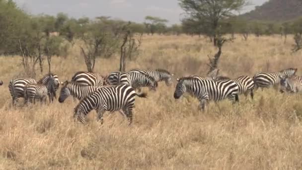 Close Big Group Wild Zebras Pasturing Grass Arid African Savannah — Stockvideo