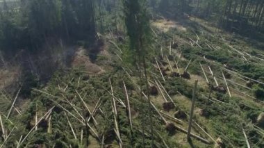 Tüm kökünden sökülmüş ağaçlar ve diğer enkaz parçaları, sakin kırsal kesimdeki aşırı rüzgârdan sonra bir açıklığın etrafına saçıldı. Ormanların tahrip edilmesi kozalaklı ormanları siliyor..