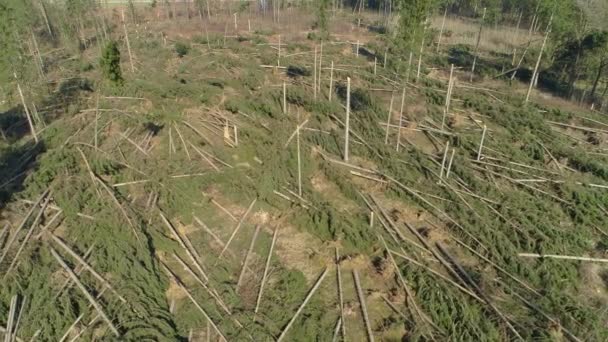 Aerial Grande Parte Uma Floresta Abetos Arrancada Depois Uma Noite — Vídeo de Stock