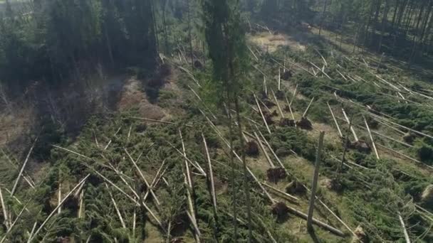 Fechar Árvores Inteiras Arrancadas Outros Detritos Estão Espalhados Torno Uma — Vídeo de Stock