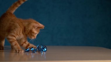Şirin tüylü kızıl kedicik mavi bir noel süsleme bandıyla oynuyor. Portakal renkli tekir kedi yavrusu boş ahşap masanın üzerinde duran parlak bir bant parçasını ısırıyor..