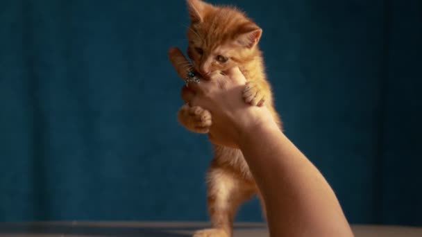 慢动作 活泼的小胖胖的小猫在玩耍的时候咬着它的女主人的手 与女人玩耍时 用锋利的小爪子和牙齿对着一只生姜的小猫咪打针 — 图库视频影像