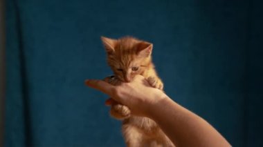 Zencefilli yavru bir kedinin keskin pençelerini ve dişlerini bir kadınla oynarken kullanmasının şirin bir görüntüsü. Neşeli küçük tekir kedicik oyun saatlerinde bayan sahibinin elini ısırır..