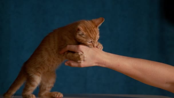 Slow Motion Close Schattige Baby Kat Grijpt Zijn Eigenaar Hand — Stockvideo