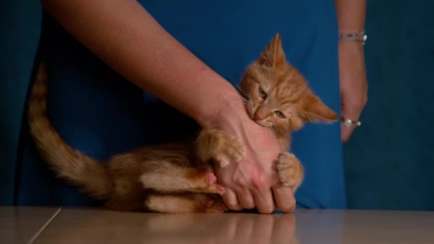 Mavi Elbiseli Sevimli Turuncu Kediciğiyle Oynayan Tanınmayan Genç Bir Kadın — Stok video