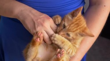 Kucağında uzanmış, tanınmayan genç bir bayanla sevimli kedi kavgaları yapan sevimli bir bebek. Mavi elbise giyen kadın, sevimli kızıl tüylü kedisine sataşıyor..
