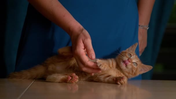 Slow Motion Close Ζωηρός Κοκκινοτρίχης Δαγκώματα Γάτας Και Νύχια Γυναικείο — Αρχείο Βίντεο