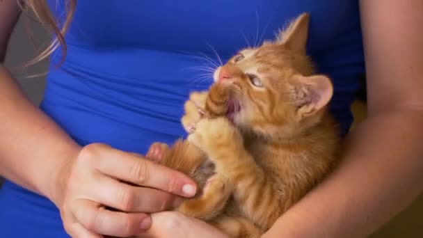 Mavi Elbiseli Kadın Sahibi Kızıl Tüylü Yavru Kediyle Kendi Kuyruğuyla — Stok video