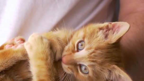 慢动作 关门大吉 可爱地拍摄了一只生姜薄饼猫与主人打斗的镜头 活泼的橙色小猫咪躺在无法辨认的主人的腿上咬着尾巴 精力充沛的猫咪的游戏时间 — 图库视频影像