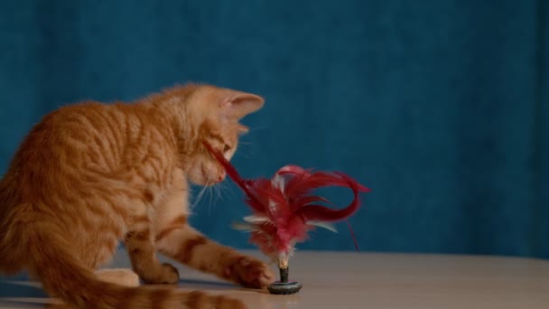 Slow Motion Close Чарівна Маленька Кішка Грає Плюмом Сидить Дерев — стокове відео