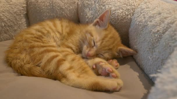 疲惫的小橙子猫睡在舒适的小猫咪床上 松懈的小猫在玩乐后睡在柔软的沙发上 可爱的生姜猫咪睡在一个茂密的篮子里 — 图库视频影像