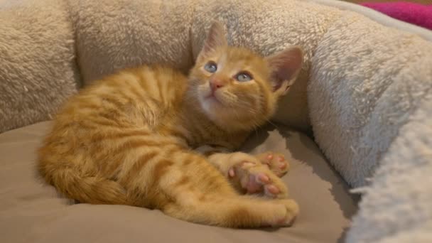疲惫的 毛茸茸的小橙子猫从舒适的小猫咪床里睡了个好觉醒来 松驰的小猫在柔软的沙发上小睡一觉 从沉睡中醒来 可爱的睡梦中生姜小猫咪 — 图库视频影像