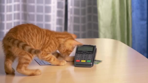 スローモーション クローズアップ 木製の机の上に横たわっているクレジットカードと支払い端末で奇妙なオレンジの毛皮のタビー子猫が再生されます ポータブルデビットカードターミナルの周りを嗅ぐ赤ちゃん猫の面白いショット — ストック動画