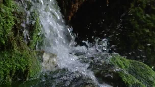 缓慢的移动关闭 详细拍摄了一条玻璃状的森林溪流从柔软的苔藓覆盖的岩石上滑落下来 水晶般清澈的山河在斯洛文尼亚阴暗的森林中流淌 — 图库视频影像
