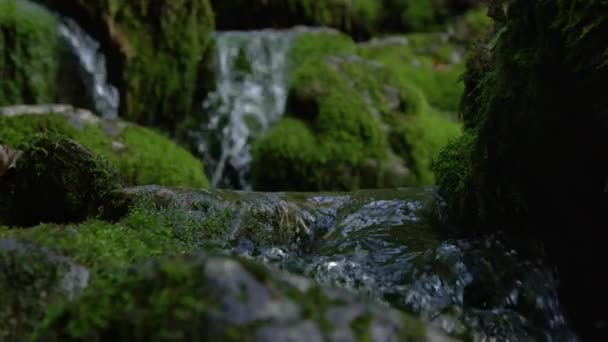 スローモーションの閉鎖 苔むした石に沿ってガラスの川の水が流れます スロヴェニアの人里離れた森の真ん中にある岩の河床に覆われた苔を流れ下る流れの牧歌的なクローズアップ — ストック動画