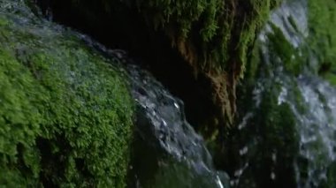 Soğuk nehir suyunun serinletici serinliği kasvetli karanlık ormanın içinden akıyor. Parlak kristal berrak su yosunlu kayaların üzerinde süzülür. Ormanda bir şelalenin yakın çekimi..