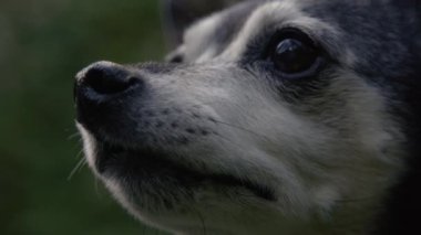 Yaşlanan sevimli bir minyatür pinscher 'ın namlusunun doğal çevresine bakarken detaylı bir görüntüsü. Şirin, yaşlı, siyah ve gri köpek yavrusu karanlık ormanı izliyor..