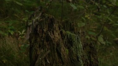 Karanlık bir ormanın ortasında çürüyen eski bir yosunlu meşe ağacının detaylı görüntüsü. Bozuk bir ağacın enkazı karanlık, kasvetli bir ormanda çürüyor. Hasarlı solucan yemiş..