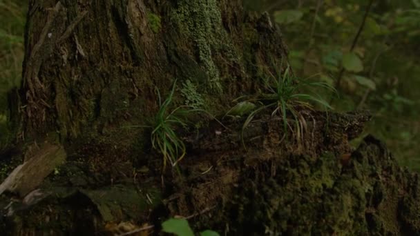Осколки Старого Разбитого Дерева Гниют Темном Мрачном Лесу Детальный Снимок — стоковое видео