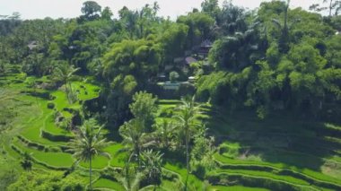 Kadın gezgin, Meksika 'nın pembe tuz göllerinden geçen boş toprak bir yolda yürüyor. Güneşli bir yaz gününde Yucatan 'daki canlı pembe tuz çiftliğini keşfeden genç bir kadının Drone bakış açısı.