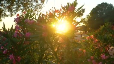 Yaklaş, LENS FlaRE, DOF: altın yaz akşamı güneş ışıkları hafif meltemde sallanan yemyeşil bir çalılıkta parlıyor. Gün batımında sallanan çiçek çalılarının sinematik yakın çekimi.