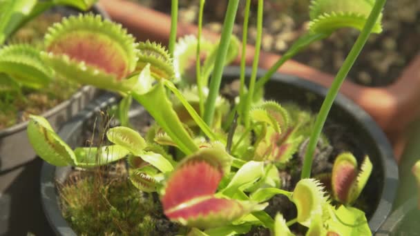 Close Dof Exotische Dionaea Muscipula Plant Opent Zijn Gevoelige Vallen — Stockvideo