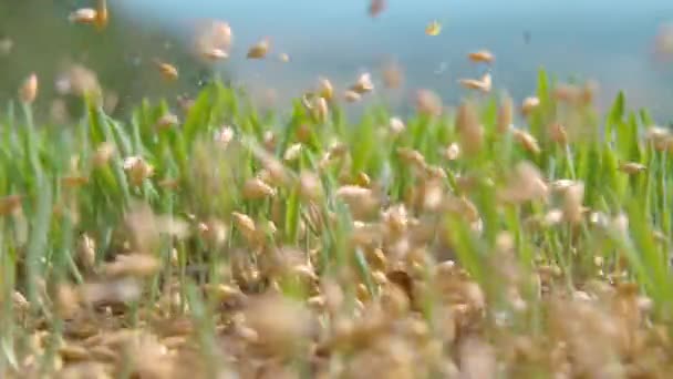 Slow Motion Macro Dof Seeds Fall Fertile Soil Idyllic Green — Stock Video