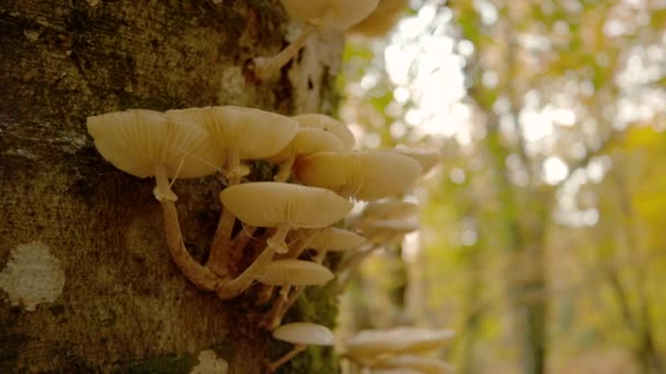 Lezárás Dof Részletes Képet Tapló Gombák Nőnek Egy Nyüzsgő Erdőben — Stock videók