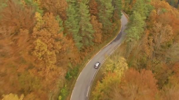 Aerial Kovové Šedé Auto Projíždí Malebnou Venkovskou Cestou Živém Lese — Stock video