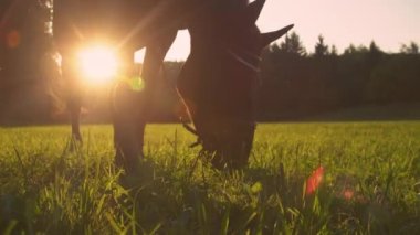 LENS FLARE: Hungry adult horse grazes on grass on a sunny summer evening. 