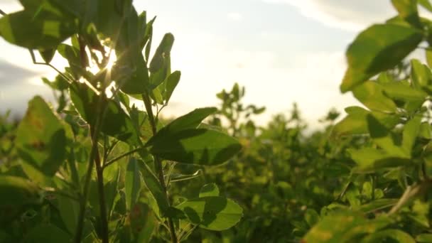 Geschlossen Goldene Herbstsonnen Leuchten Auf Grünen Feldfrüchten Die Sich Wind — Stockvideo