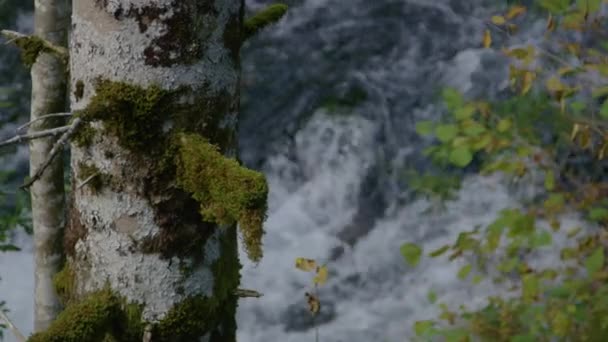 Close Dof Kaskádovitě Prosklené Lesní Řeky Řítí Kolem Mechem Pokrytého — Stock video
