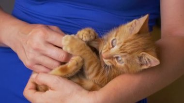 Küçük sevimli turuncu kedi yavrusu, tanınmayan genç bayanın kucağında yatarken kuyruğunu ısırıyor. Mavi elbiseli kadın, kendi kuyruğuyla kızıl tüylü yavru kediyle alay ediyor..