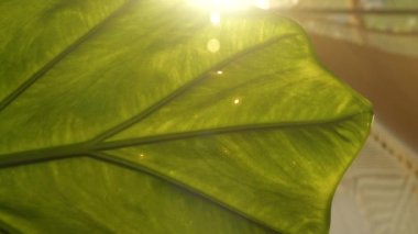 Beautiful texture and vein pattern of a vibrant green leaf. Detailed view of visible pest problems on speckled and perforated big leaf of exotic potted plant in home indoor jungle
