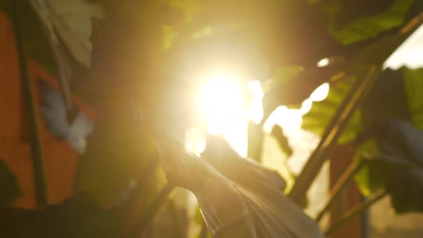 在家乡丛林中美丽的阳光下 绿叶丛生 清晨的阳光透过热带盆栽植物茂密的叶子透出 迷人的夜香百合花叶型 — 图库视频影像
