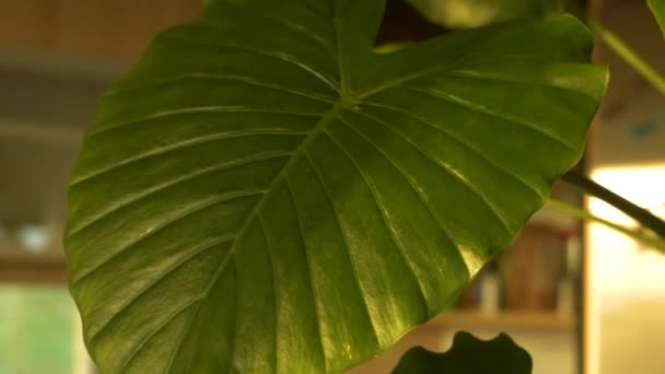 緑の夜の香りのユリの葉はクモダニの兆候を示しています エキゾチックなアロカシアオドラの美しい緑豊かな葉の害虫問題の最初の指標は 自宅の屋内ジャングルに植物を鉢植え — ストック動画
