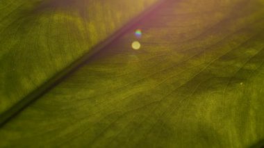 Visible signs of pest infestation on big vibrant green leaf with speckles and perforation. Beautiful texture and vein pattern of a tropical potted plant leaf in home indoor jungle