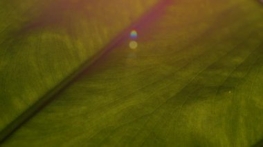 Visible signs of pest infestation on big vibrant green leaf with speckles and perforation. Beautiful texture and vein pattern of a tropical potted plant leaf in home indoor jungle