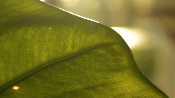 鮮やかな緑の葉の美しい質感と静脈パターン 家の屋内ジャングルの中でエキゾチックな鉢植えの特定と実行の大きな葉の目に見える害虫問題の詳細なビュー — ストック動画