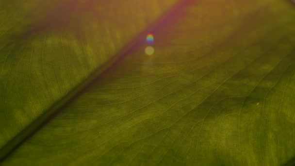 斑点や穿孔と大きな活気ある緑の葉に害虫の侵入の目に見える兆候 家の屋内ジャングルの熱帯鉢植えの葉の美しい質感と静脈パターン — ストック動画