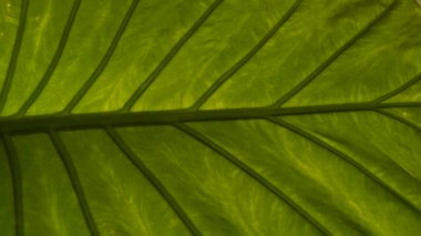 Amazing structure and vein pattern of vibrant green exotic flower leaf. Nicely visible midrib and veins of beautiful and big healthy leaf of alocasia odora growing in home indoor jungle