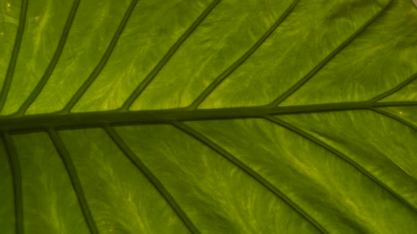 Amazing Structure Vein Pattern Vibrant Green Exotic Flower Leaf Nicely — Wideo stockowe