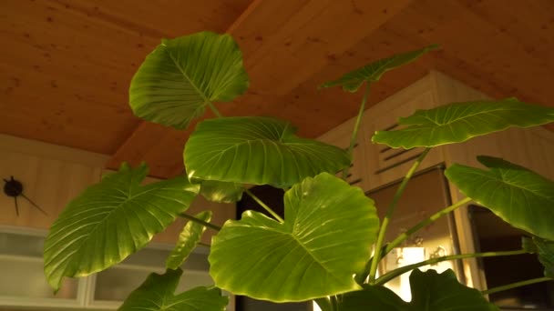 Impressive Growth Alocasia Odora Pot Plant Lush Green Leaves Beautiful — Vídeos de Stock