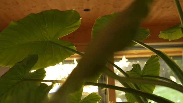 Impressive Growth Alocasia Odora Pot Plant Lush Green Leaves Beautiful — Video Stock